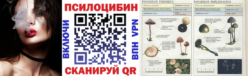 дарнет шоп блэк спрут вход Псилоцибиновые грибы мицелий Черкесск