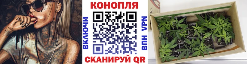 Канабис сатива  mega зеркало  Черкесск 